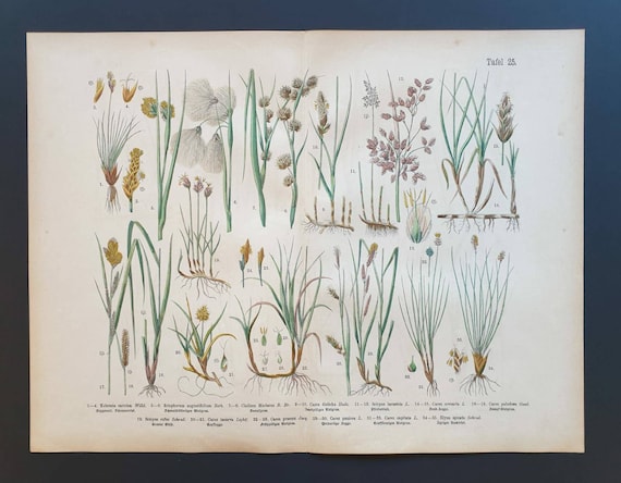 Original 1888 hand coloured large botanical print - Plate 25