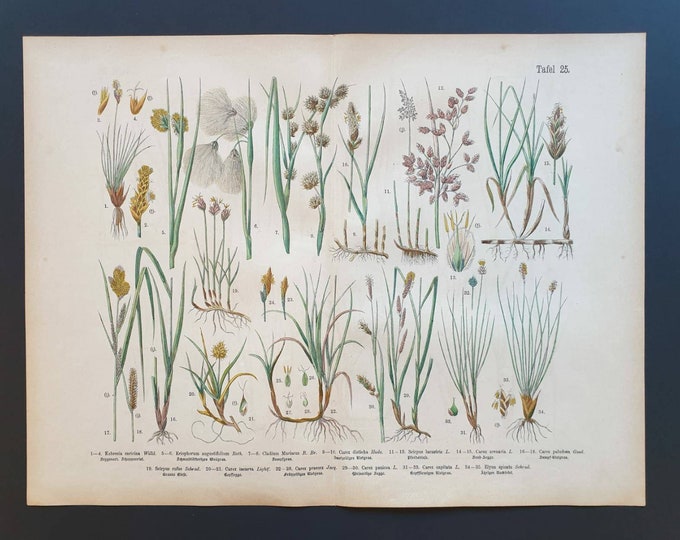 Original 1888 hand coloured large botanical print - Plate 25