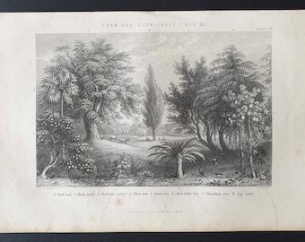 Cork, Oak, Jack Fruit Tree etc - Original 1877 The Vegetable Kingdom engraving