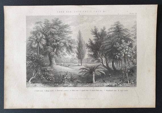 Original 1877 The Vegetable  Kingdom engraving - Cork, Oak, Jack Fruit Tree etc
