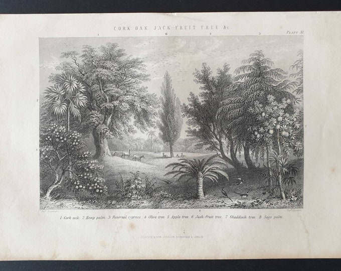 Original 1877 The Vegetable  Kingdom engraving - Cork, Oak, Jack Fruit Tree etc
