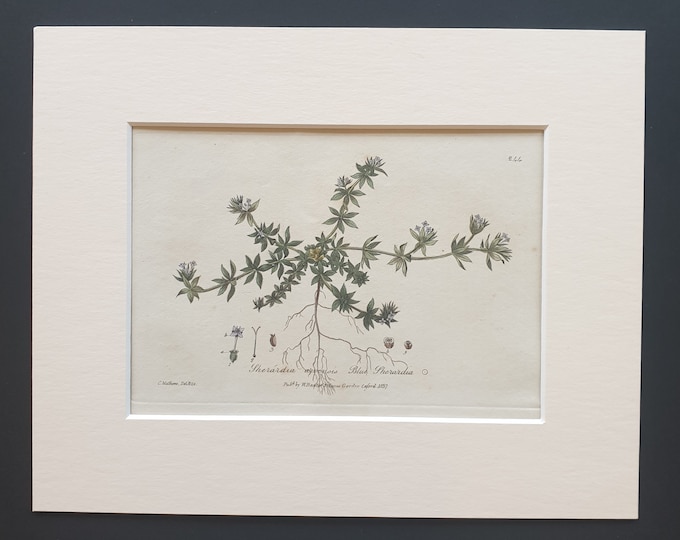 Blue Sherardia - Original 1839 hand coloured flower print in mount