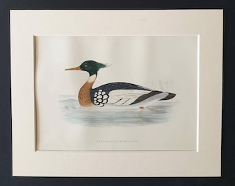 Red Breasted Merganser - Original 1891 hand coloured bird print in mount