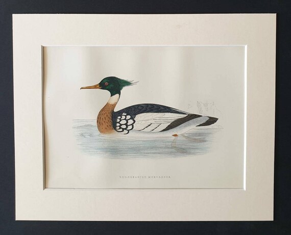 Original 1891 hand coloured bird print in mount - Red Breasted Merganser