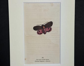 The Ruby Tiger Moth - Original 1832 Hand Coloured Antique Print