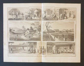 Tea, it's Cultivation and Preparation - Original 1877 The Vegetable Kingdom engraving