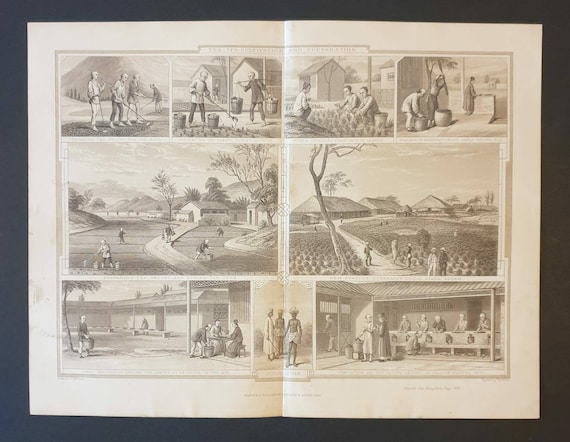 Original 1877 The Vegetable  Kingdom engraving - Tea, it's Cultivation and Preparation