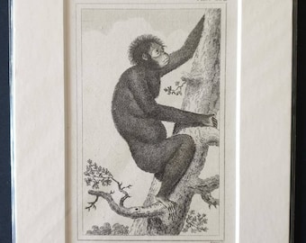 Small kind of Jocko - Original 1812 Buffon print