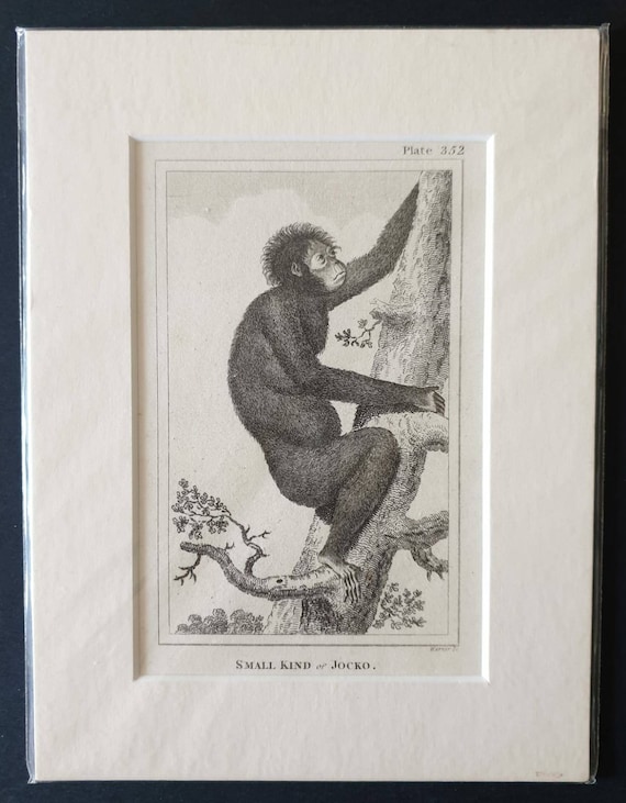Original 1812 Buffon print - Small kind of Jocko