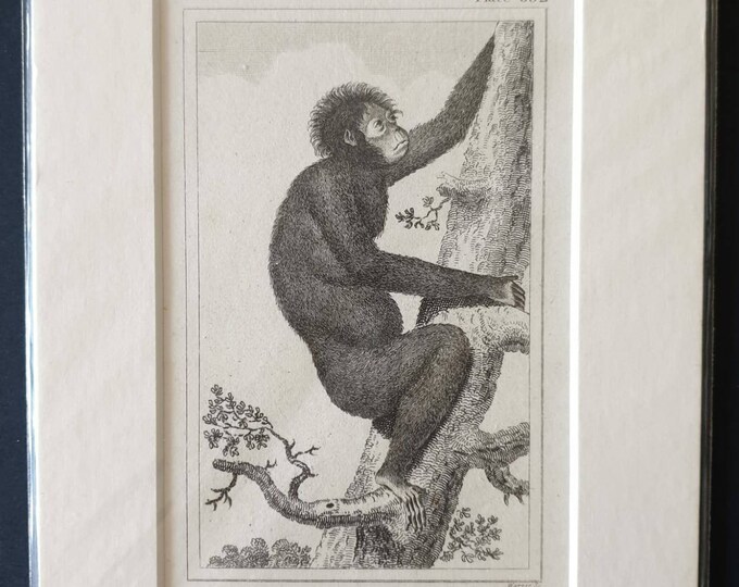 Original 1812 Buffon print - Small kind of Jocko