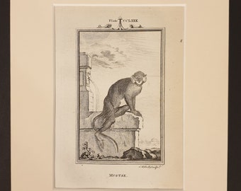 Mustax - Original 1791 Buffon print in mount