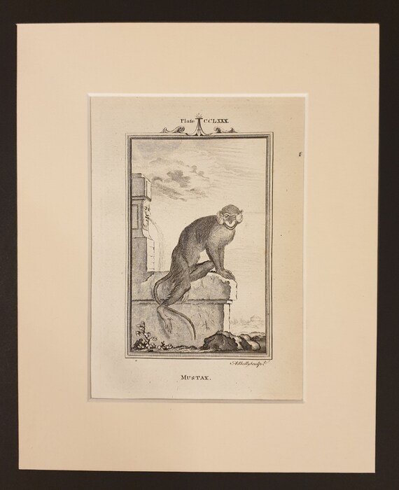 Mustax - Original 1791 Buffon print in mount