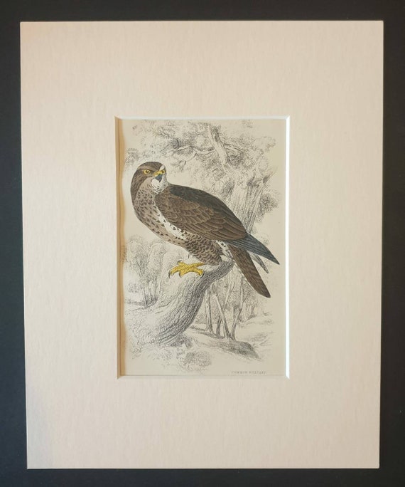 Original c1840 hand coloured bird print in mount - Common Buzzard