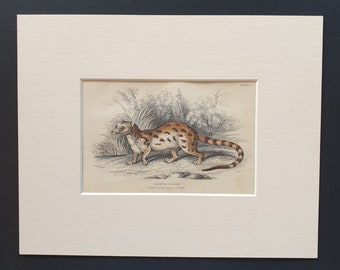 Genetta Tigrina  - Original 1842 hand coloured print in mount
