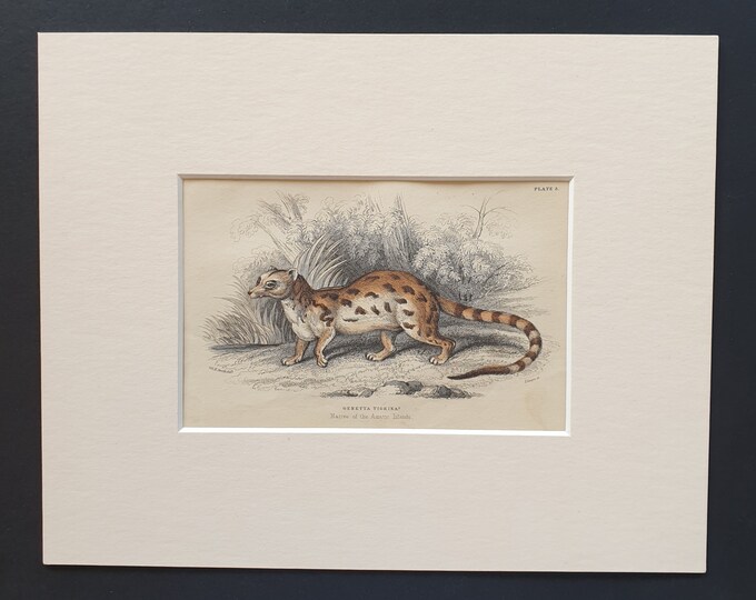 Genetta Tigrina  - Original 1842 hand coloured print in mount