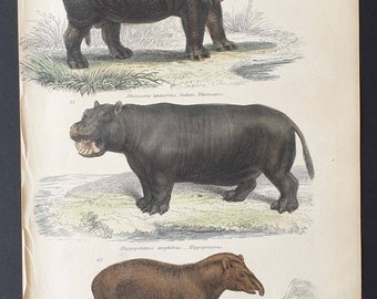 Original c1860's hand coloured Museum of Natural History print - Indian Rhinoceros/ Hippopotamus and American Tapir