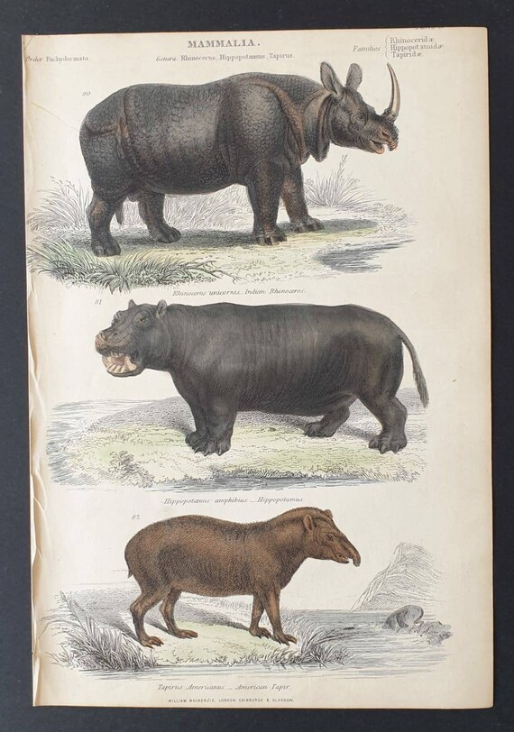 Original c1860's hand coloured Museum of Natural History print - Indian Rhinoceros/ Hippopotamus and American Tapir