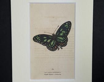 The Cleona Butterfly - Original 1832 Hand Coloured Antique Print