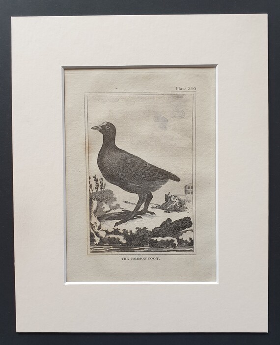 The Common Coot -  Original 1812 Buffon print in mount (210)