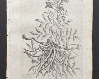 Water Valerian - Original 1802 Culpeper engraving (182)