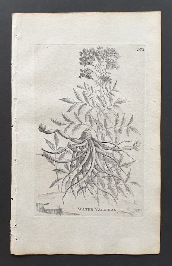 Water Valerian - Original 1802 Culpeper engraving (182)