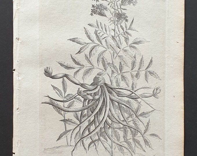 Water Valerian - Original 1802 Culpeper engraving (182)