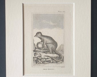 Great Mongous - Original 1812 Buffon print in mount