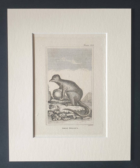 Original 1812 Buffon print in mount -  Great Mongous