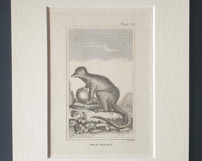 Original 1812 Buffon print in mount -  Great Mongous