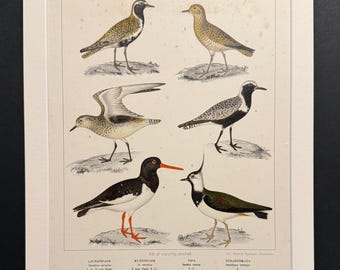Birds - Plate 40 - Original 1898 Antique Print