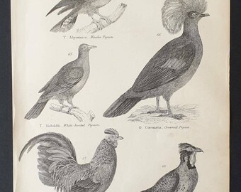 Pigeons / Cock and Pheasant - Original c1860's Museum of Natural History print