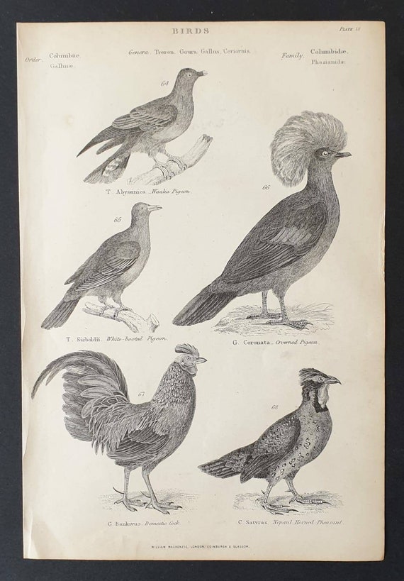 Original c1860's Museum of Natural History print - Pigeons/ Cock and Pheasant