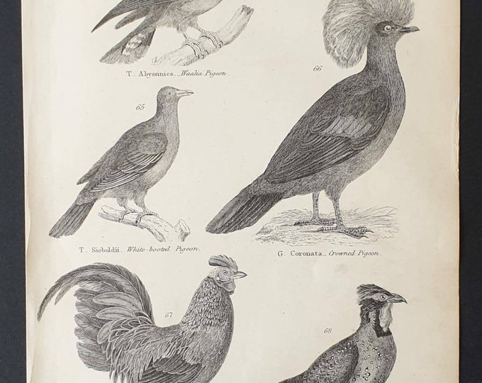 Original c1860's Museum of Natural History print - Pigeons/ Cock and Pheasant