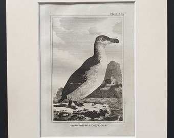 The Razor Bill, The Female -  Original 1812 Buffon print in mount (259)