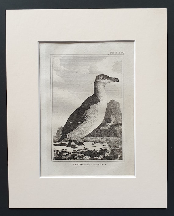 The Razor Bill, The Female -  Original 1812 Buffon print in mount (259)