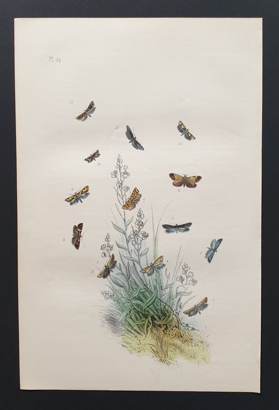 The Long Winged Moth and others - Original hand coloured 1860 print