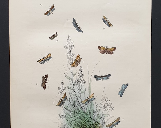 The Long Winged Moth and others - Original hand coloured 1860 print