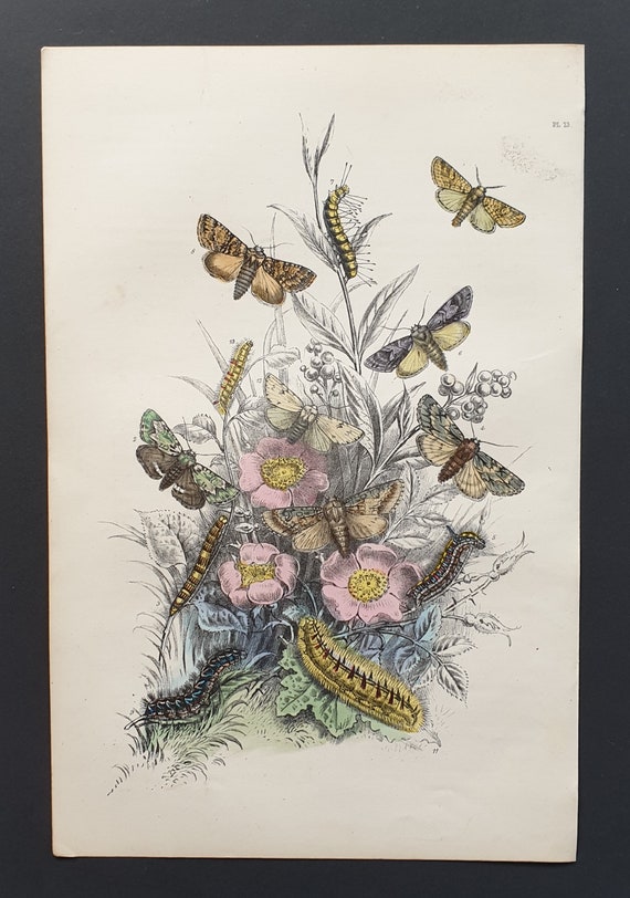 Dark Dagger Moths and others - Original hand coloured 1860 print