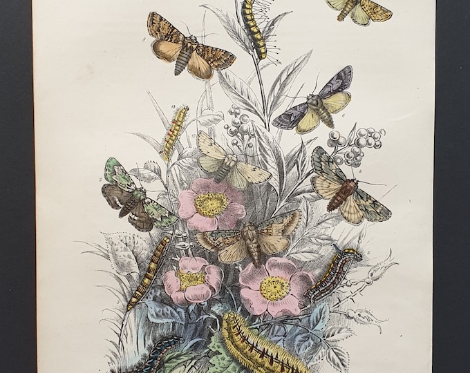 Dark Dagger Moths and others - Original hand coloured 1860 print
