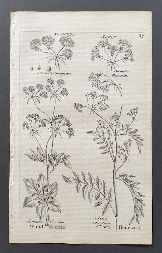 Wood Sanicle and Corn Honewort - Original 1802 Culpeper engraving (87)