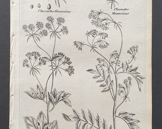 Wood Sanicle and Corn Honewort - Original 1802 Culpeper engraving (87)