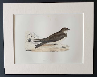 Sand Martin - Original 1891 hand coloured bird print in mount