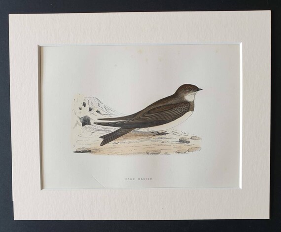 Original 1891 hand coloured bird print in mount - Sand Martin