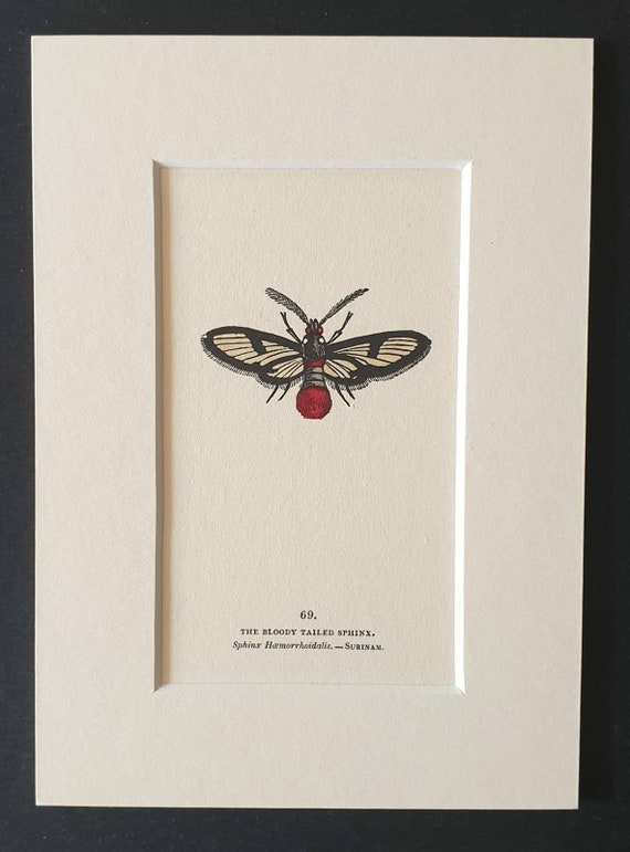 The Bloody Tailed Sphinx - Original 1832 hand coloured butterfly print in mount (69)