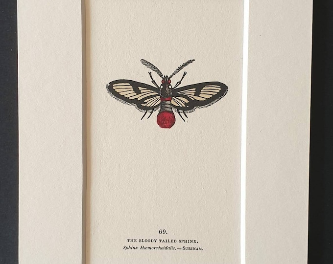 The Bloody Tailed Sphinx - Original 1832 hand coloured butterfly print in mount (69)