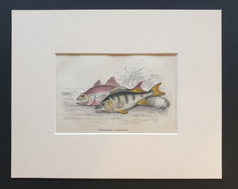 Common Perch, Common Basse - Original c1860 hand coloured fish print in mount