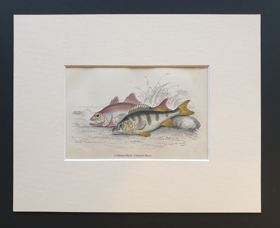 Common Perch, Common Basse - Original c1860 hand coloured fish print in mount