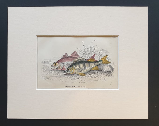 Common Perch, Common Basse - Original c1860 hand coloured fish print in mount