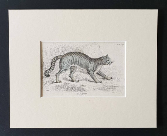 Original 1834 hand coloured  Naturalists Library print - The Common Wild Cat