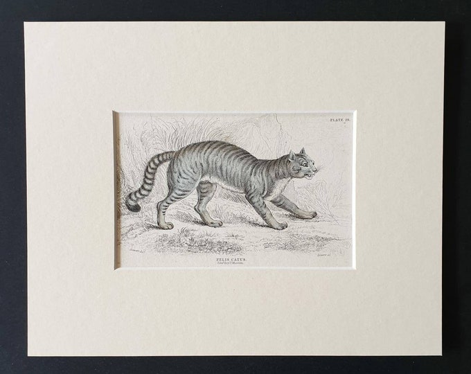 Original 1834 hand coloured  Naturalists Library print - The Common Wild Cat